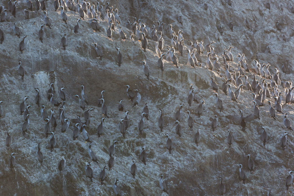 Kormorane auf einem Felsen vor Kaikoura